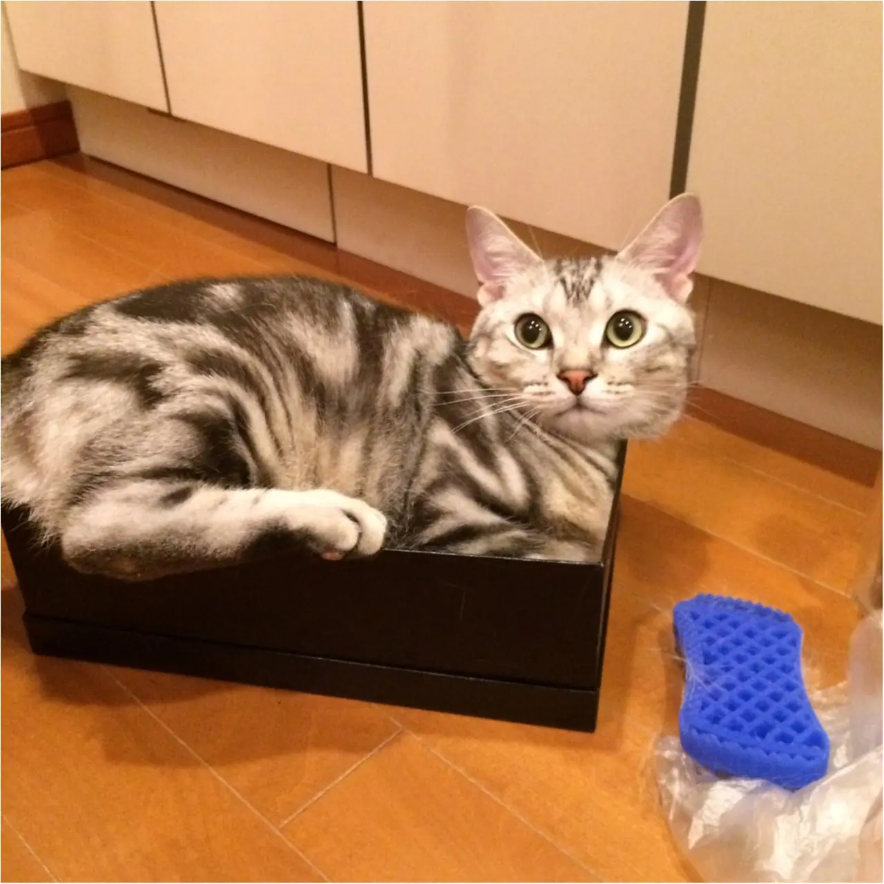 【今日のにゃんこ】あれれ?? 箱からはみ出しちゃうアランくん_1