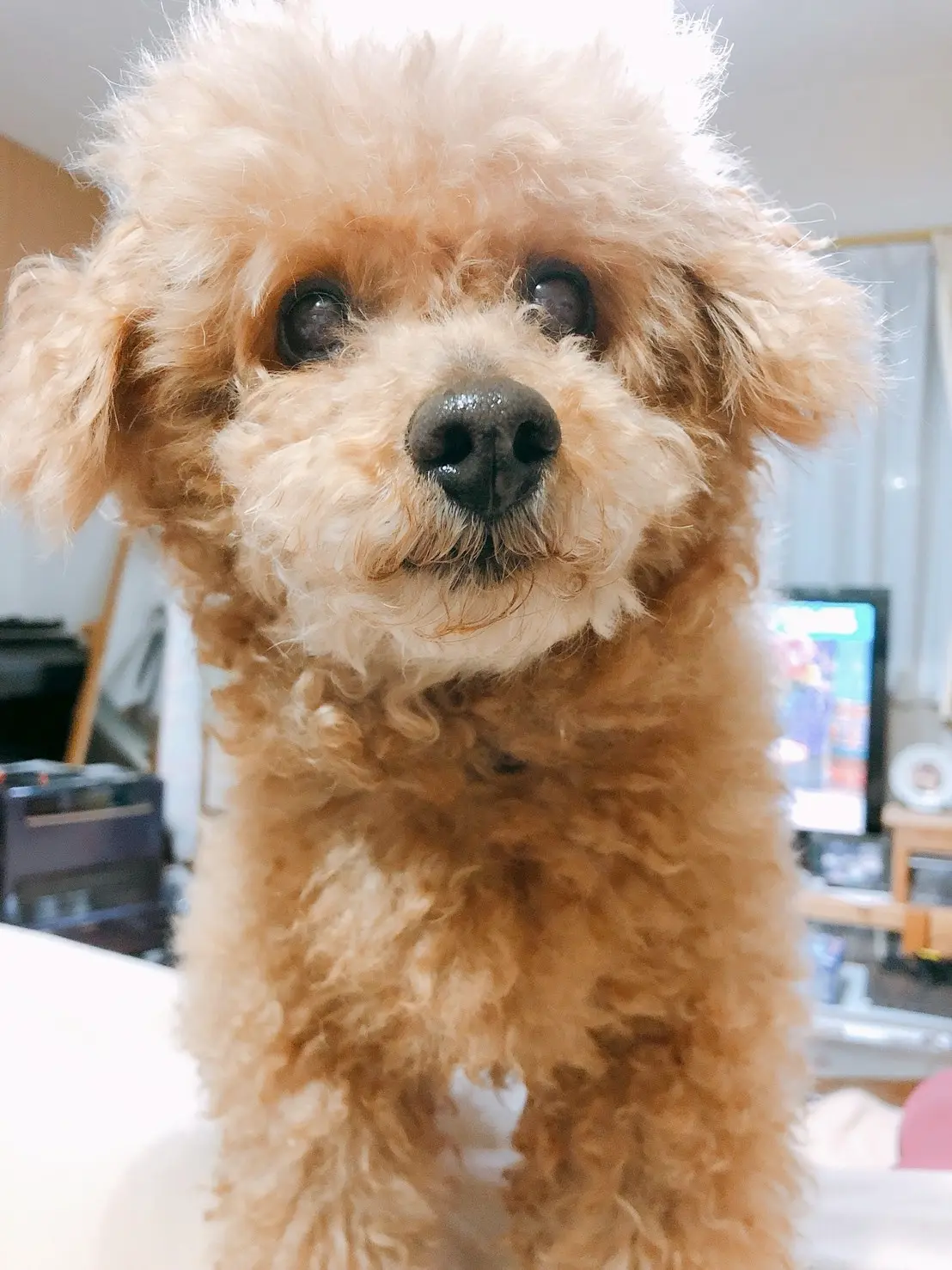ふわふわのトイプードル