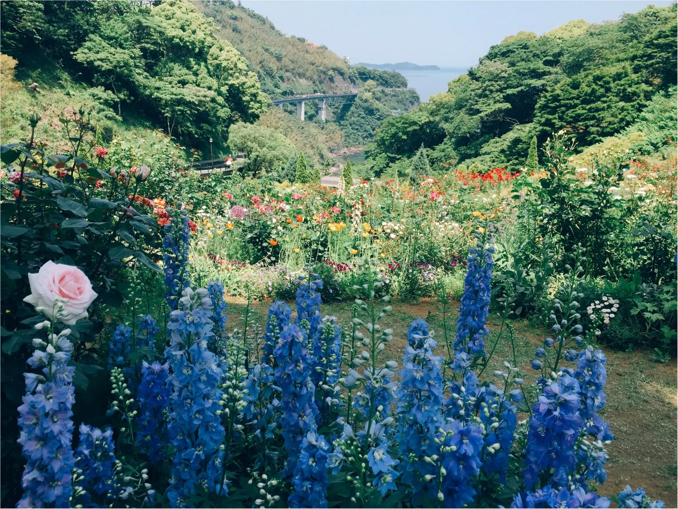 【お出掛けスポットin熱海】今が見頃のローズガーデン!薔薇のトンネルにうっとり…♡_7