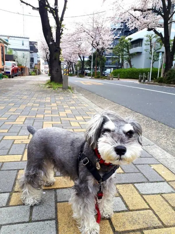 桜並木の下で記念撮影する犬・サクラちゃん
