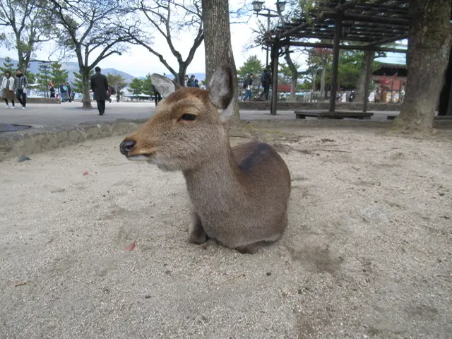 女子旅におすすめ 絶品グルメや観光名所が盛り沢山 広島 宮島の旅 Moreインフルエンサーズブログ Daily More