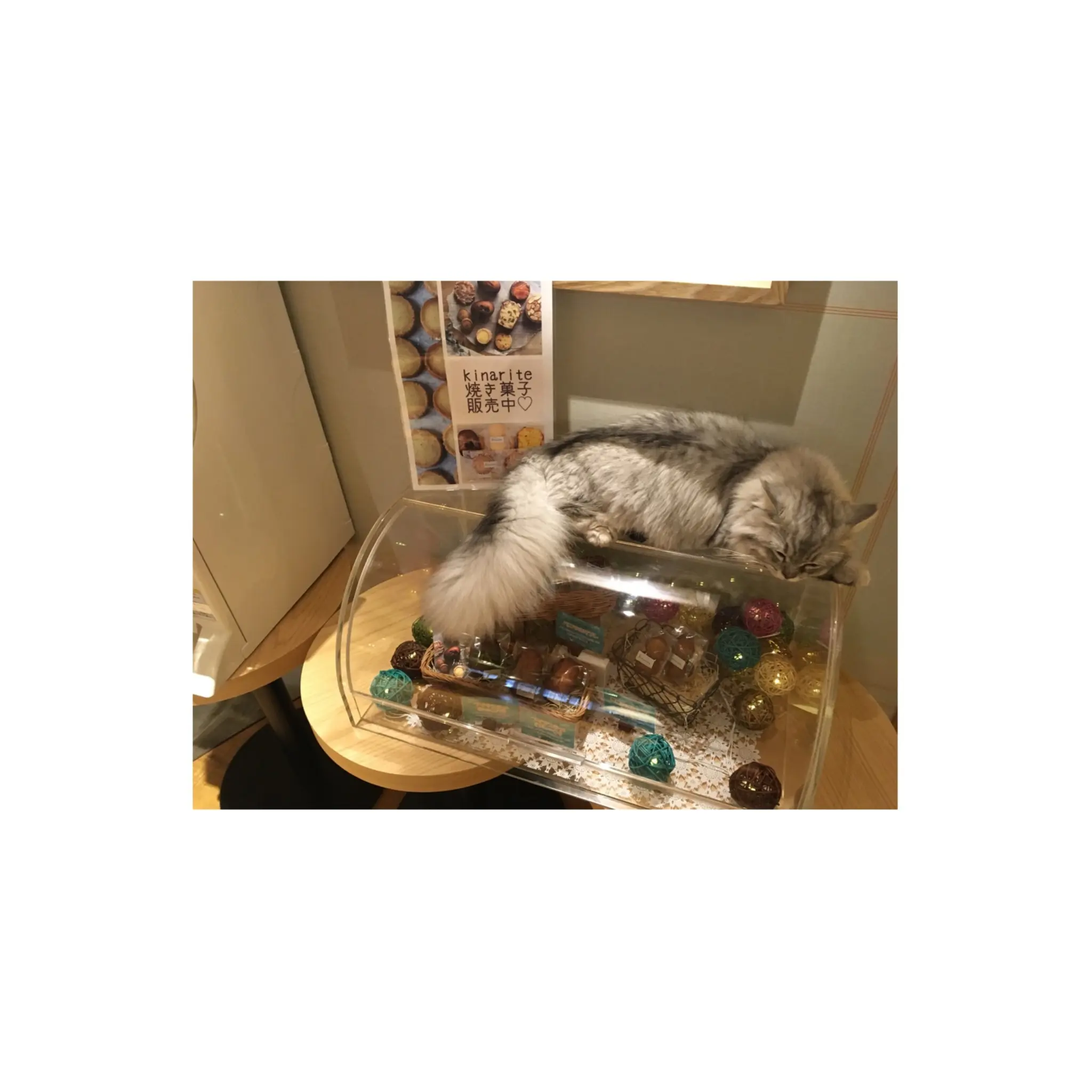 【GWはここで決まり!】日本最大級の猫カフェが新宿に⁈オシャレなラウンジカフェで可愛い猫たちに癒される!_6