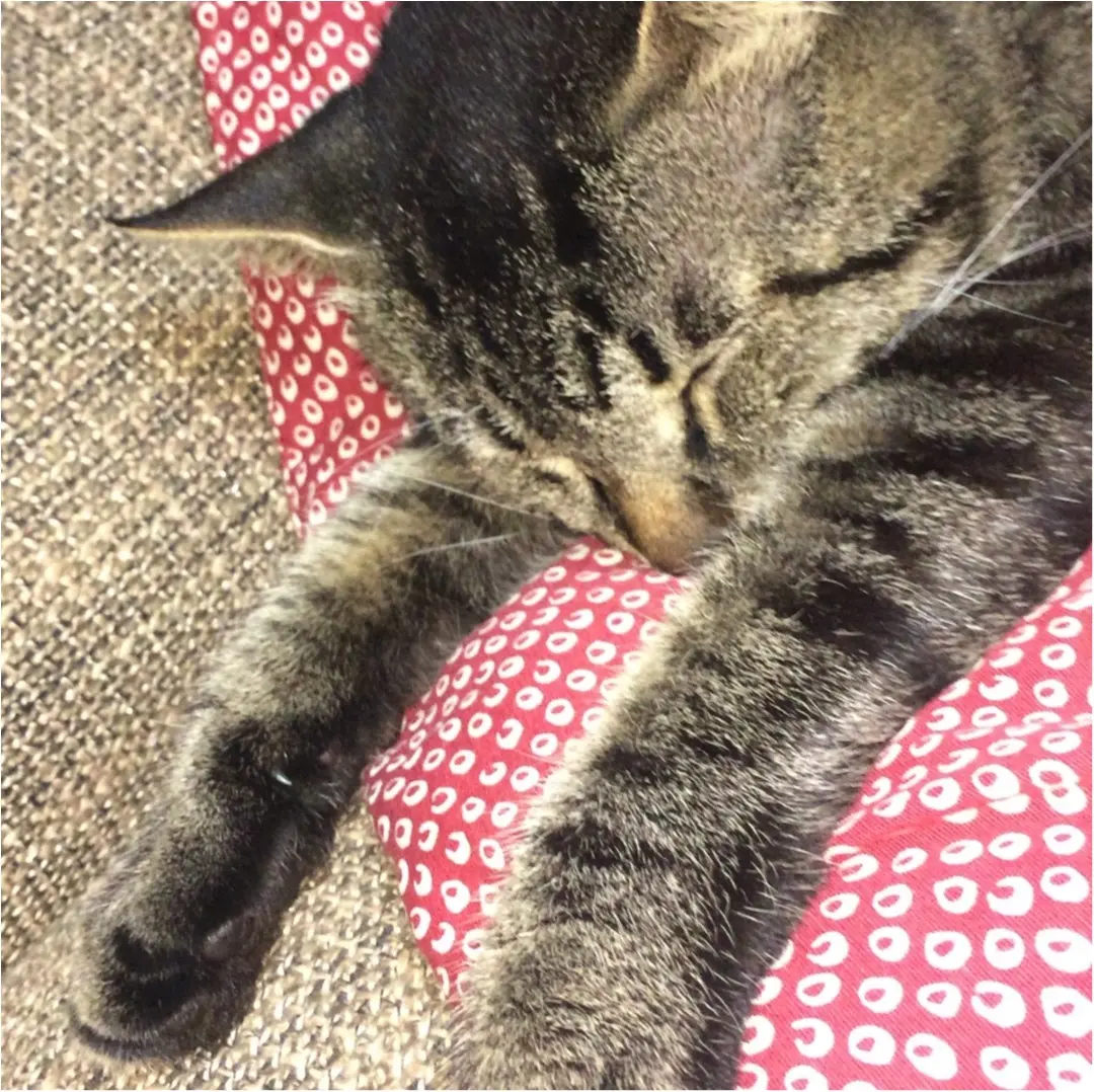 今日は世界猫の日♡_2