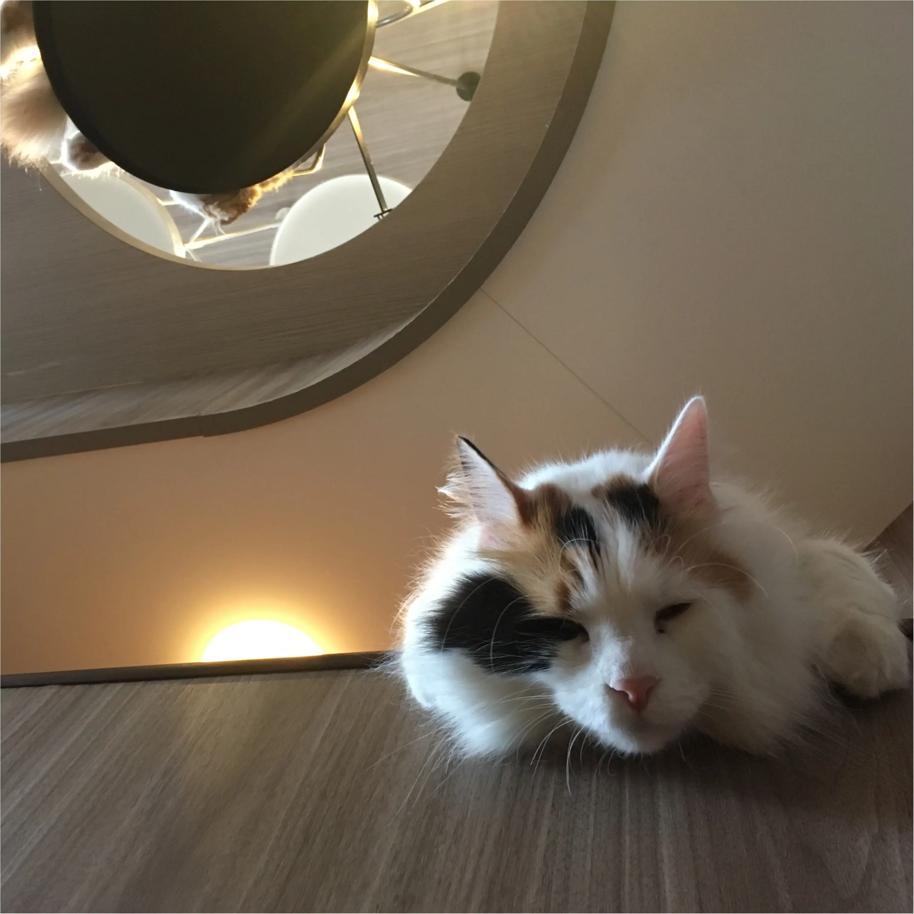 【猫カフェ】渋谷で癒しの猫カフェ♡今ならカワイイ子猫にも会えちゃう♪_14