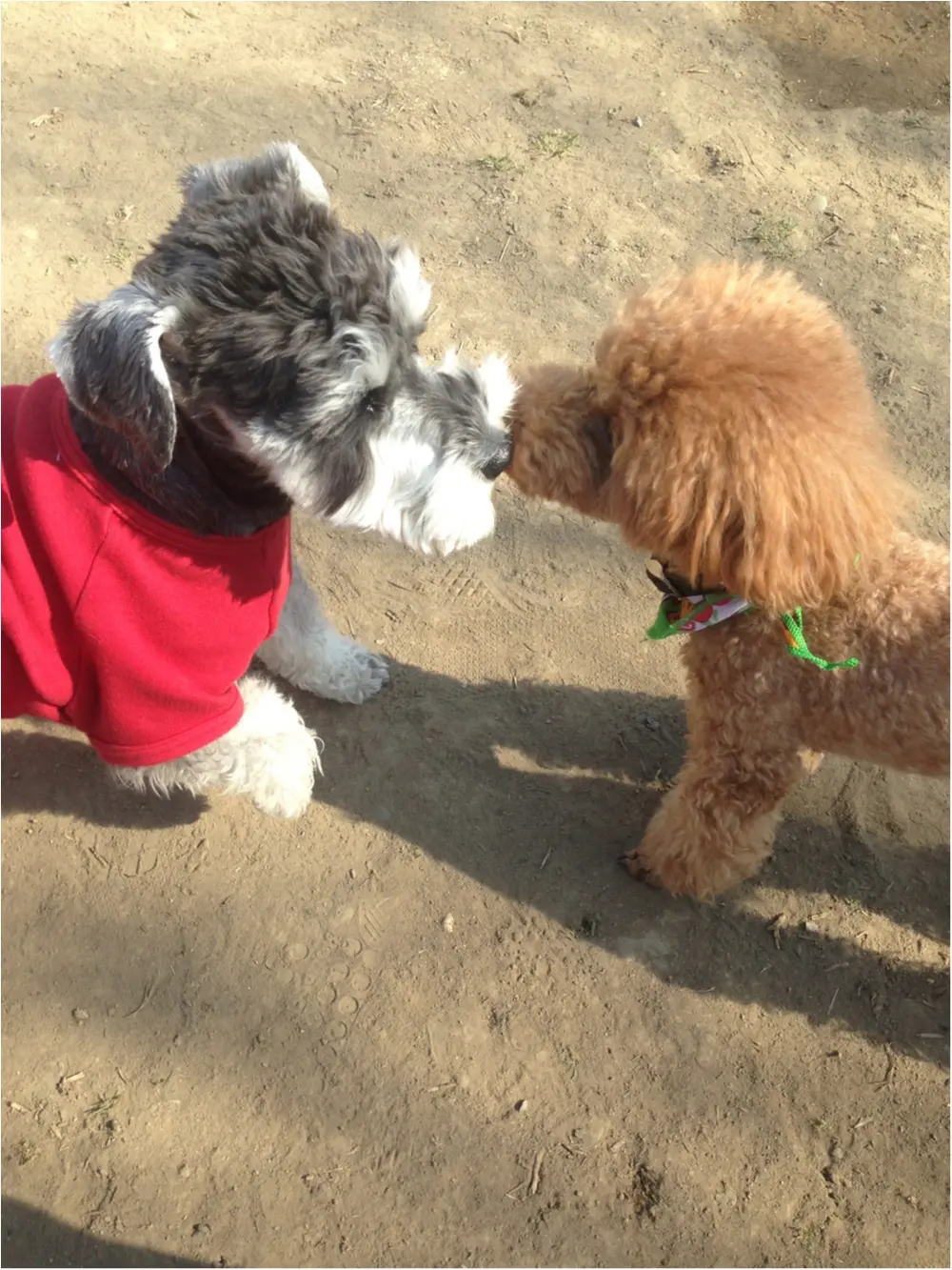 【今日のわんこ】仲良くしよう♡ サクラちゃんはお友達と鼻キッス!?_1