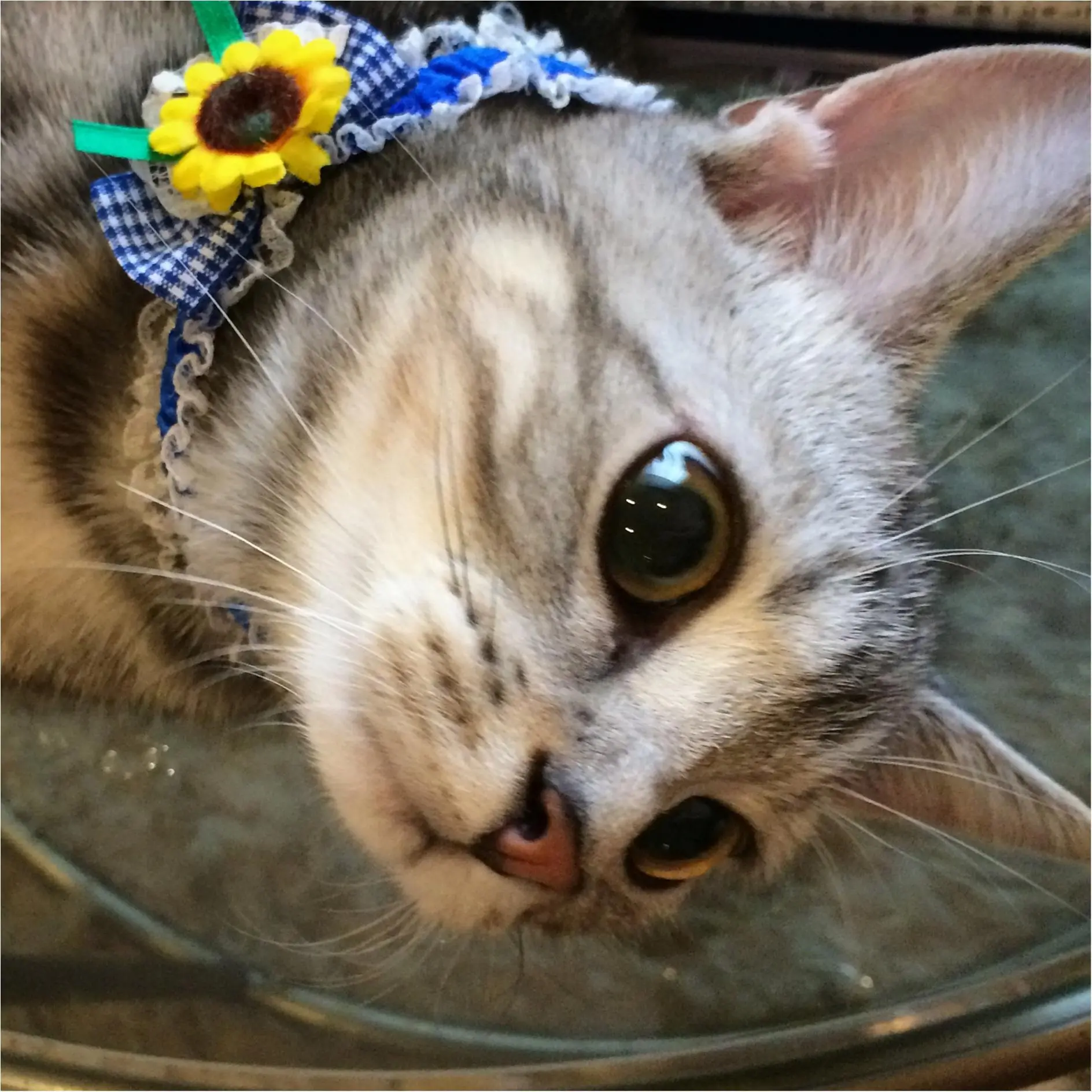 本日のにゃんこ アランくん アメリカンショートヘア_1