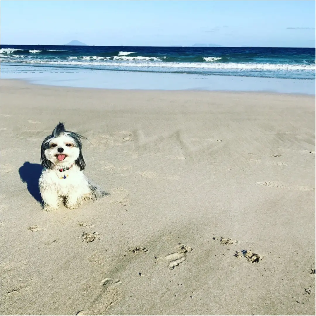 【今日のわんこ】夏はやっぱり♡♡ 海にやってきた太郎くん_1