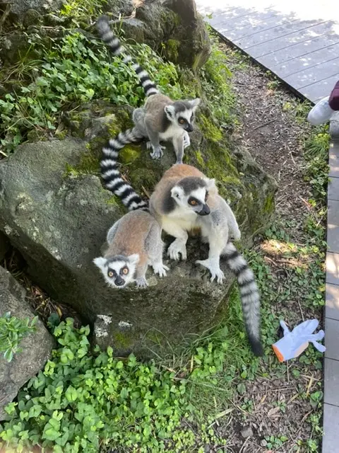 ヒルナンデスでも紹介!伊豆シャボテン動物公園で動物達と沢山触れ合える!_6