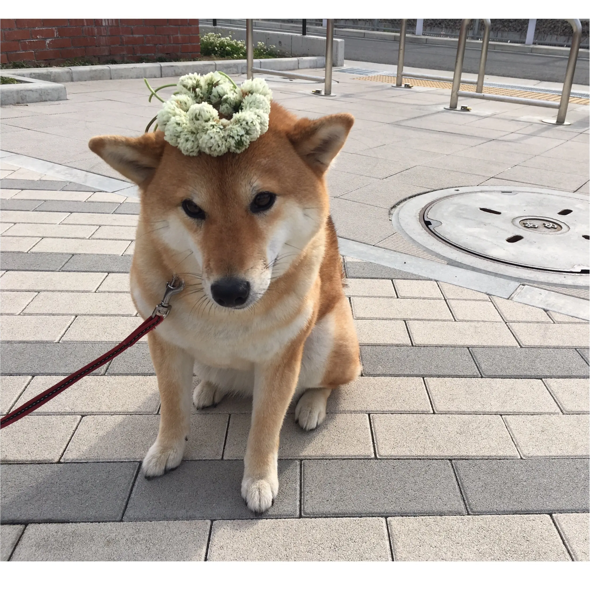 ★柴犬ナッツとお散歩コーデ★_6