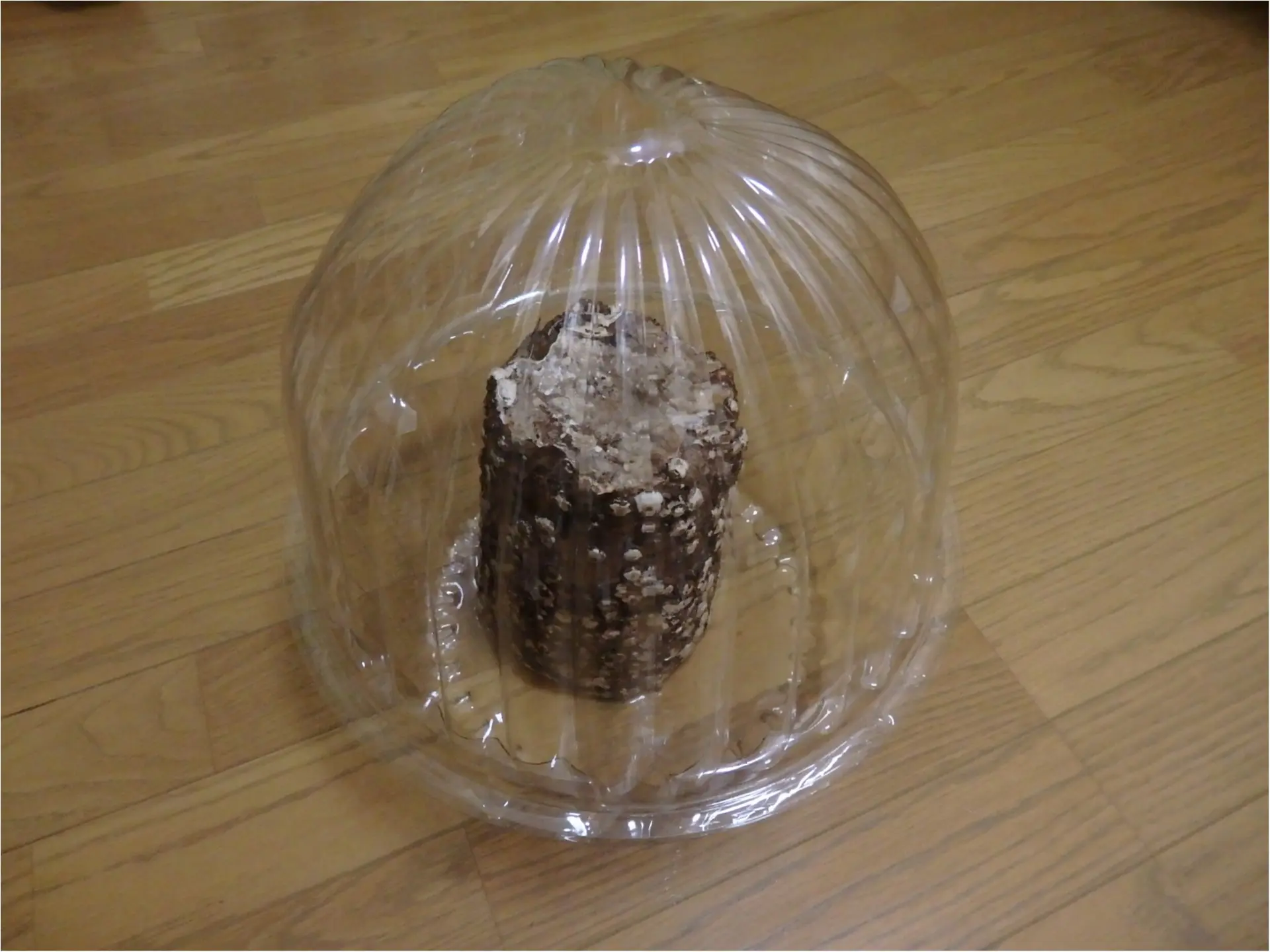 【大量】しいたけ栽培してみました_4