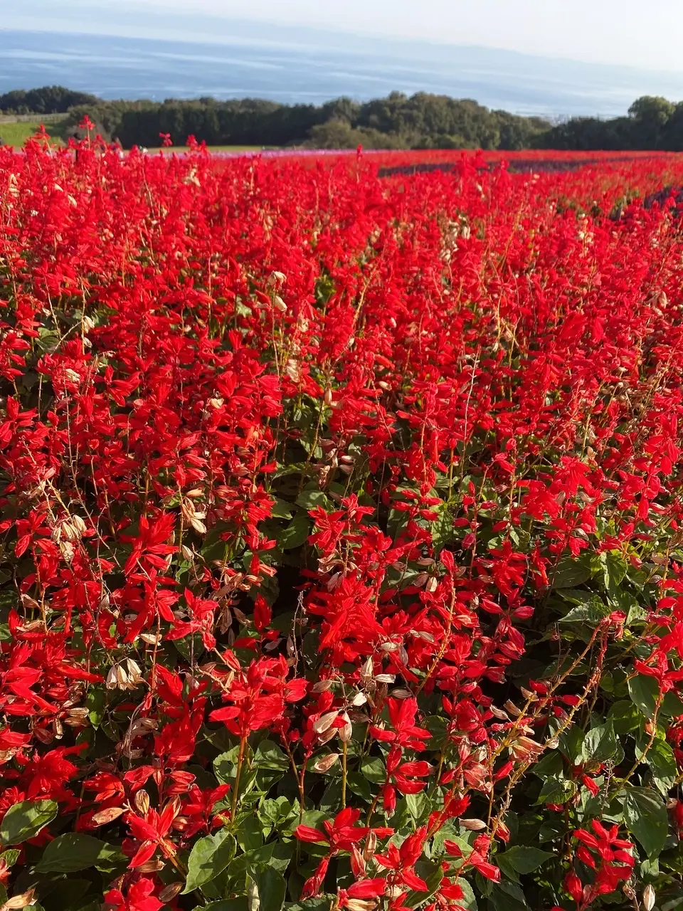 【満開のコスモスが見頃】あわじ花さじきへ!_5