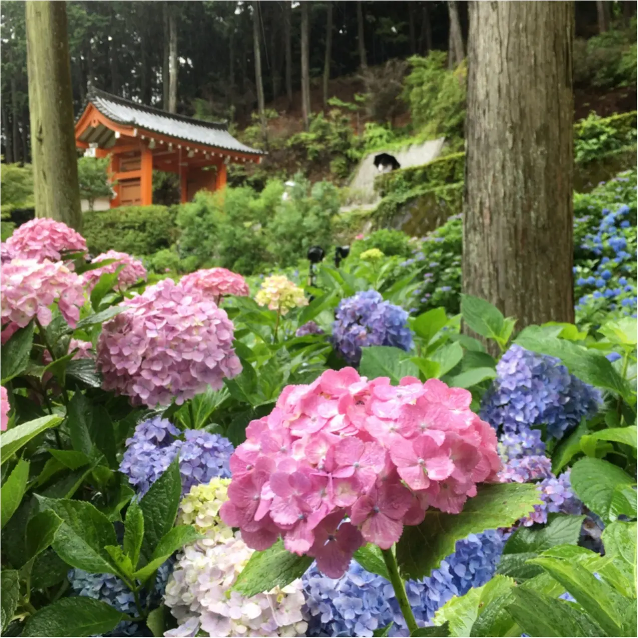 梅雨の時期に見たい♪紫陽花の名所へおでかけ…*見つけたハートの紫陽花♡_11
