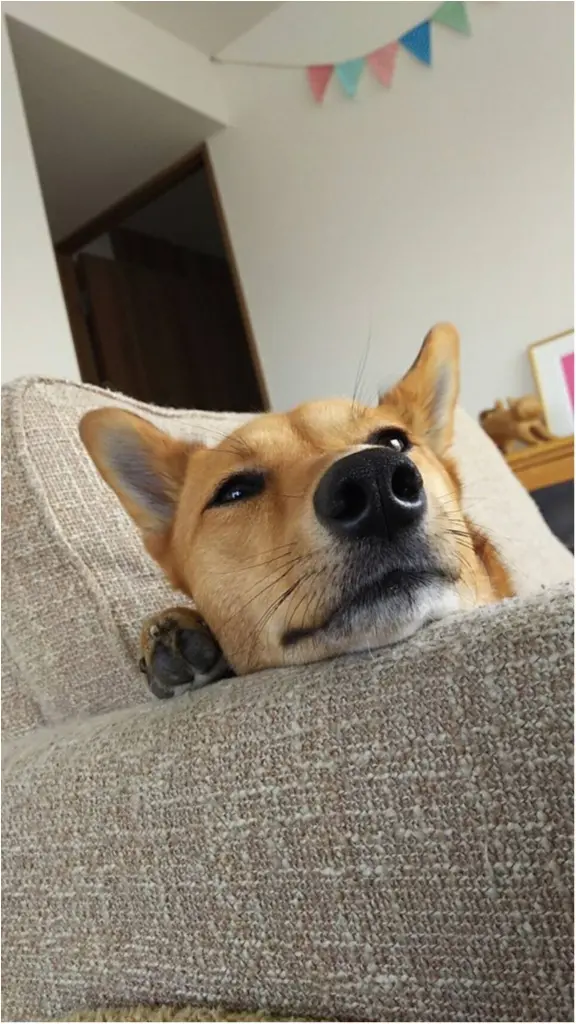 【今日のわんこ】インスタ映えも意識!? こだまちゃんのお得意ポーズをスクープ♪_1