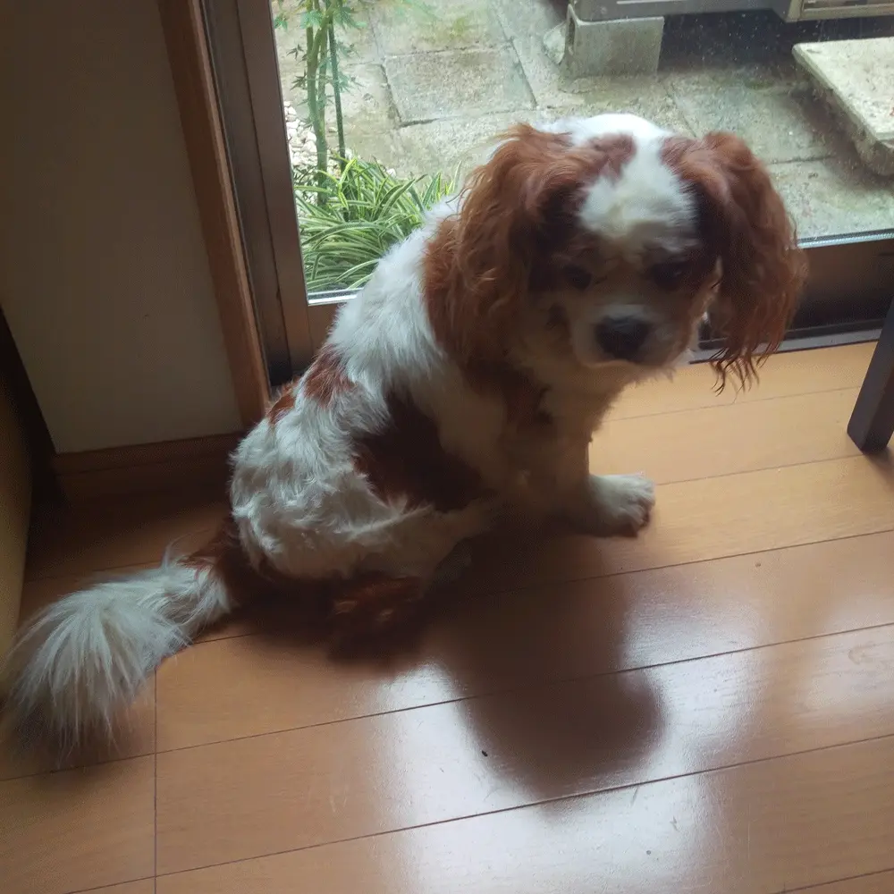 【今日のわんこ】早く開けて! お昼の警備に出かけたいナッツくん_1