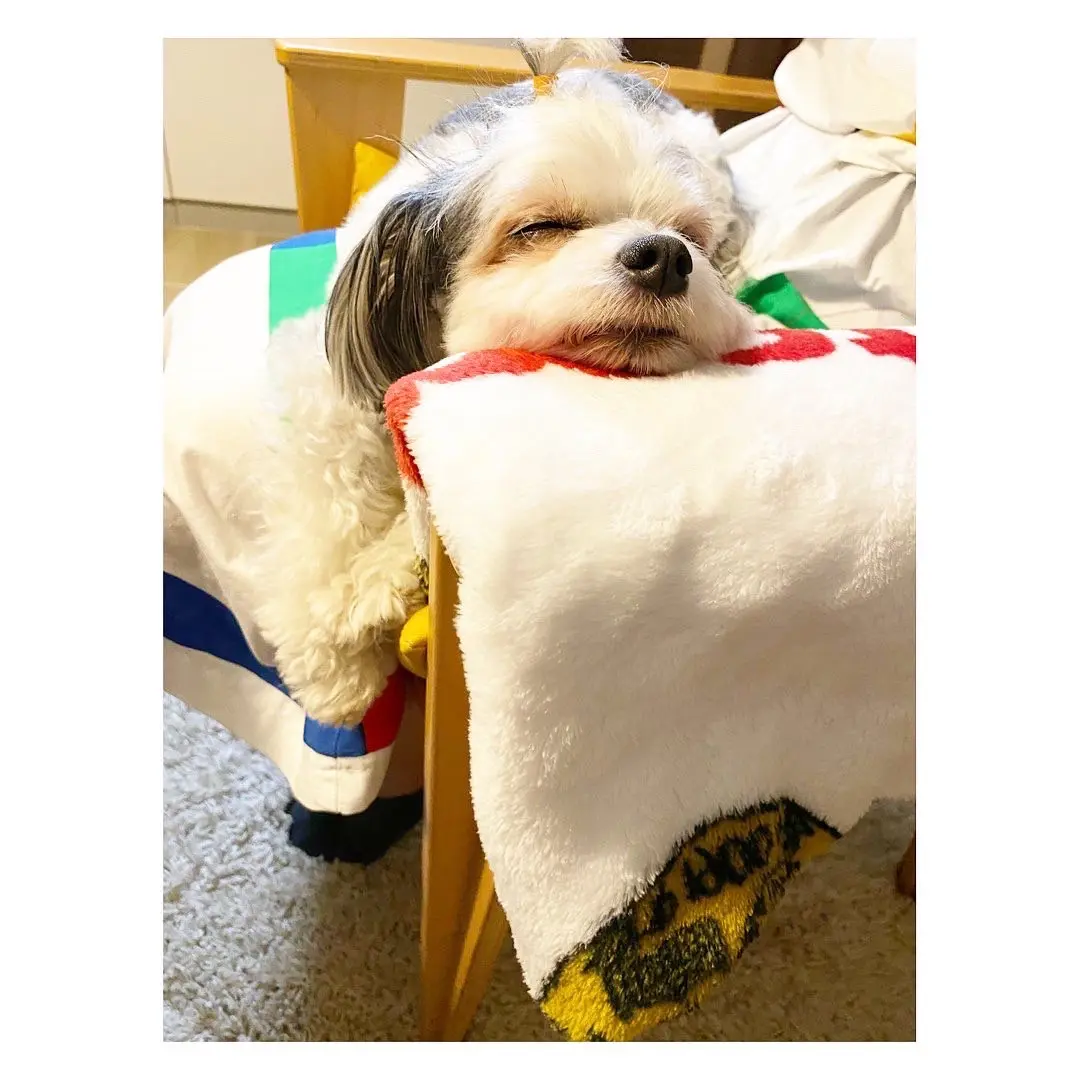 【今日のわんこ】太郎くん、まだまだ続く暑さにおつかれ気味_1