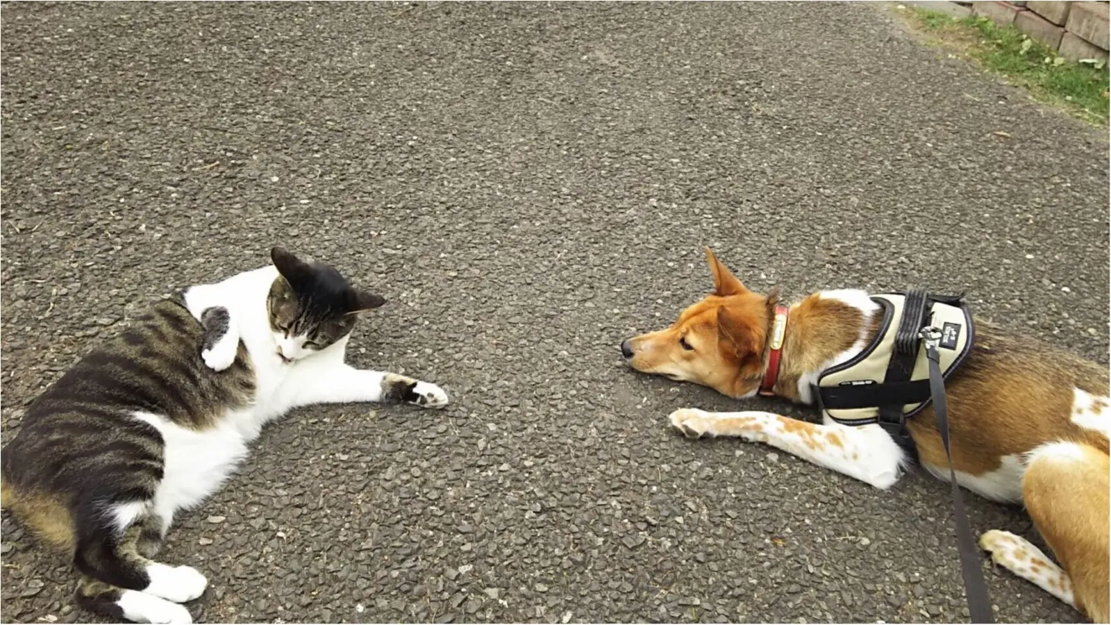 【今日のわんこ】急接近♡ にゃんこLOVE犬・こだまちゃんに、初めての猫友が!?_1