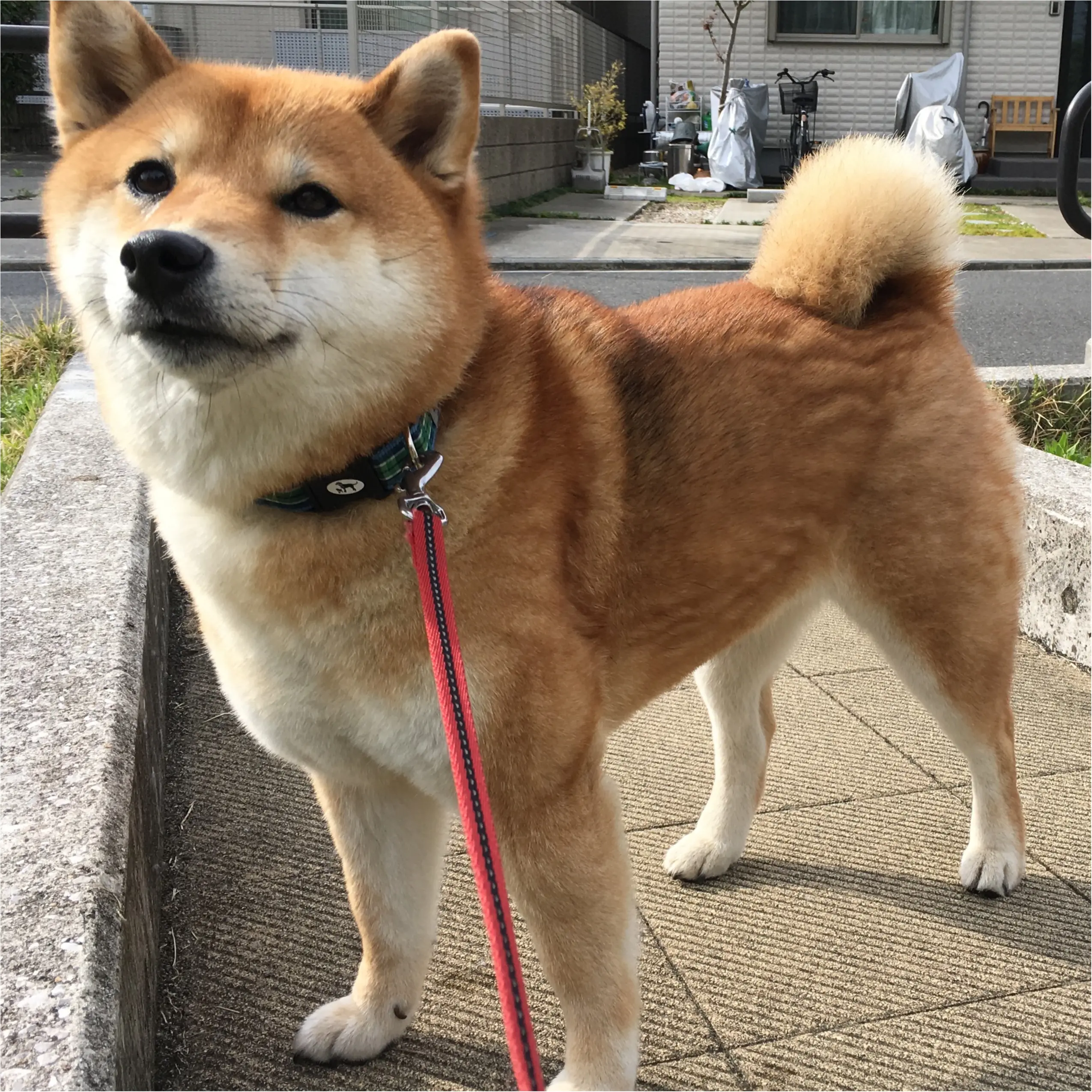★柴犬ナッツとお散歩コーデ★_4