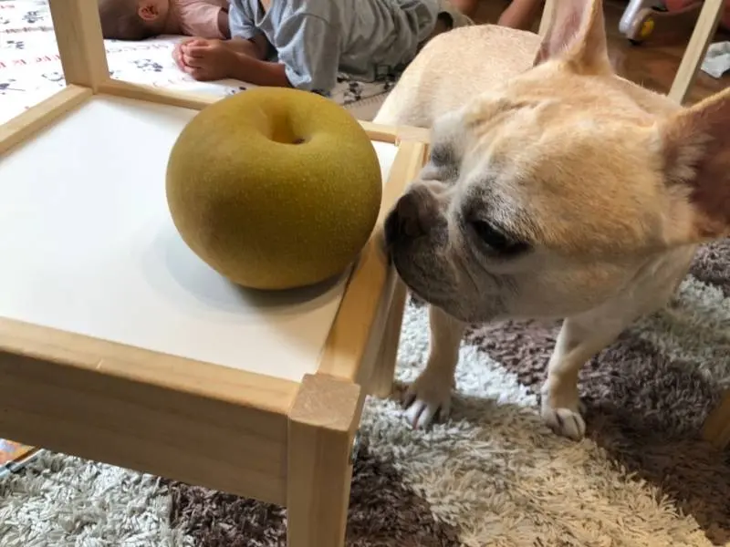 テーブルの上に置かれた梨の匂いをかぐ犬・マツコ
