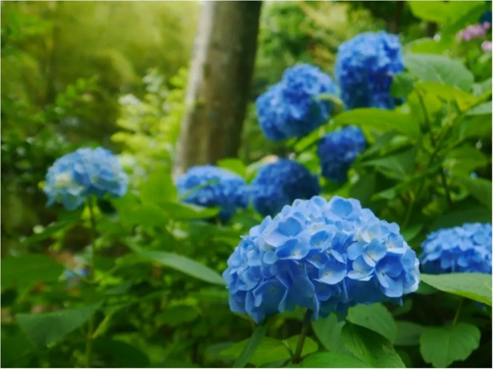 鎌倉の紫陽花名所特集 - 人気のあじさい寺「長谷寺」「名月院」などおすすめスポット_9