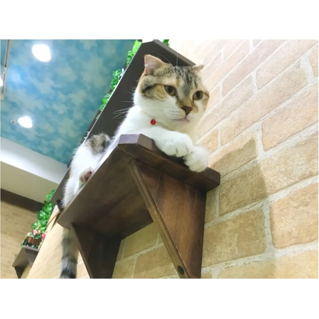 【空前の猫ブーム】首都圏内オススメの猫カフェ教えちゃいます!@横浜店レポ_4