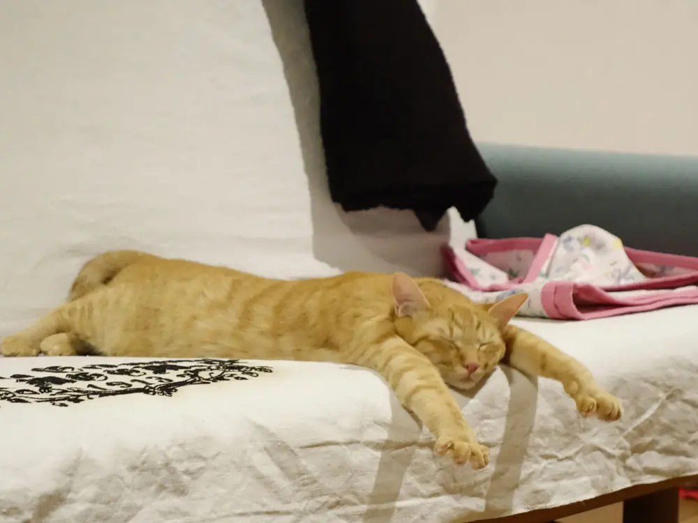 本日のにゃんこ ちゃとらんくん_1