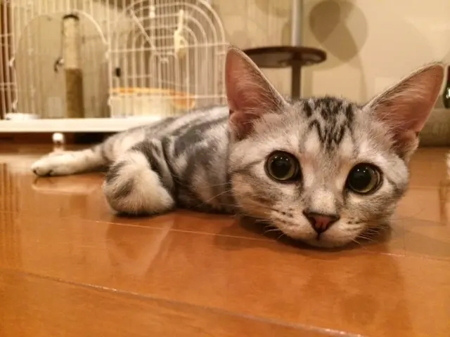 本日のにゃんこ アランくん アメリカンショートヘア_1