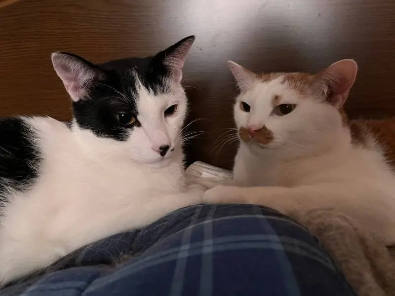 ベッドの上にいる猫・ルウくんとラビくん