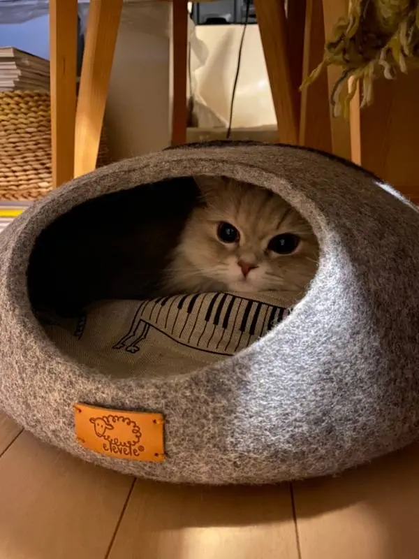 新しいベッドでくつろいでいる猫・ココンちゃん