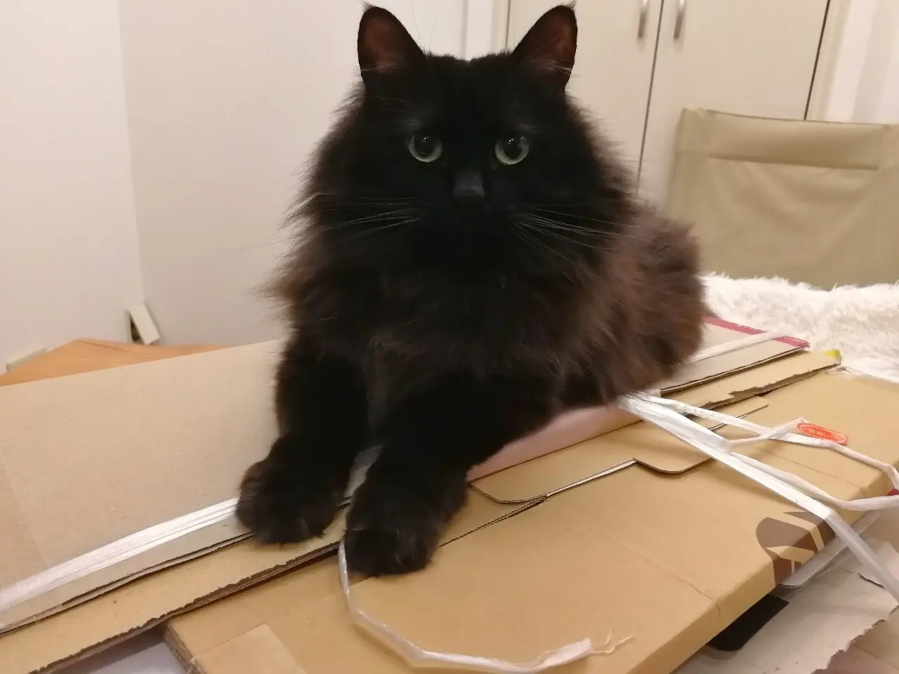 ダンボールで遊ぶ猫・ゆらちゃん