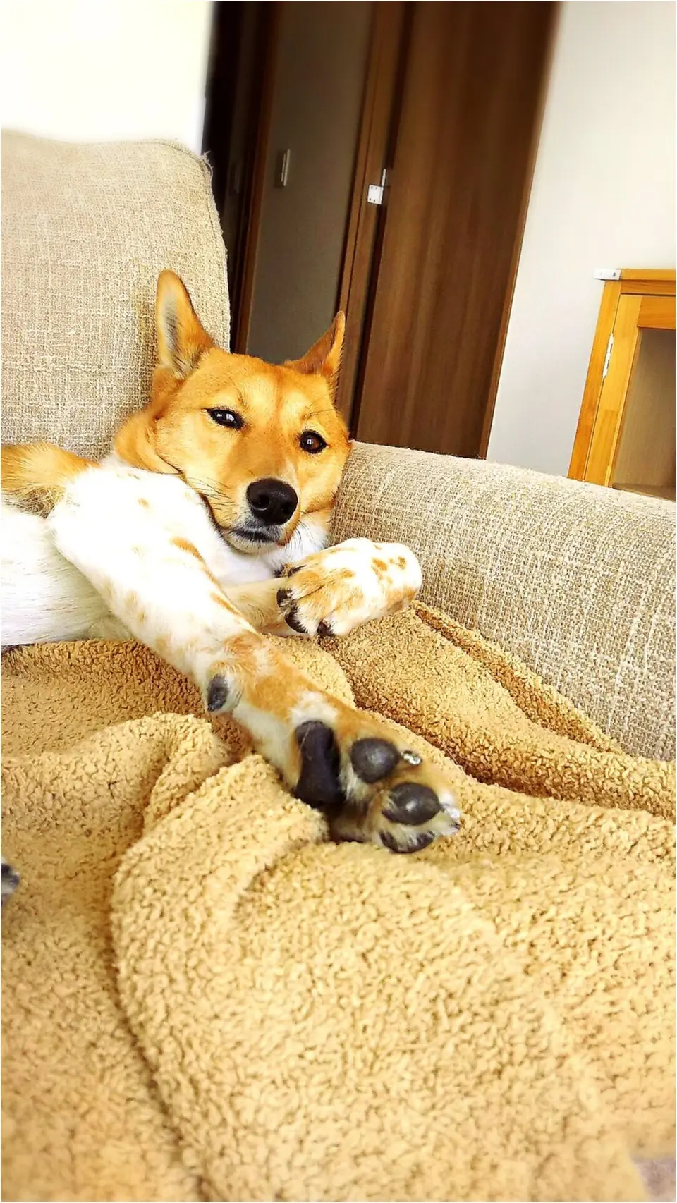 【今日のわんこ】盆踊りの練習!? こだまちゃんの昼下がり_1