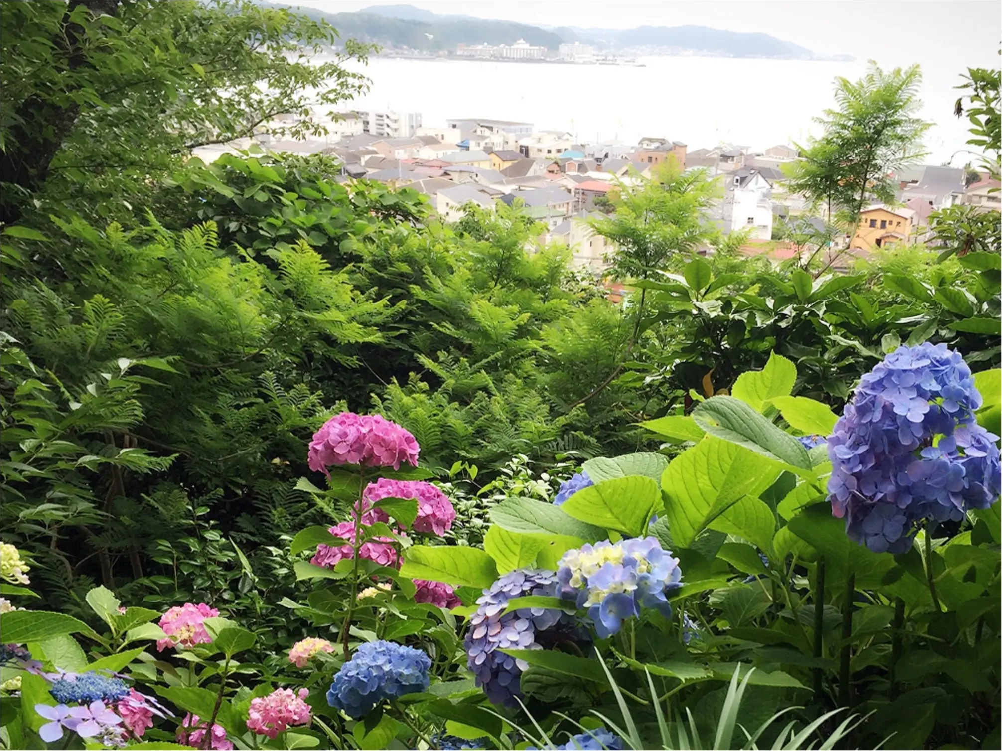 週末鎌倉さんぽ。今が見頃!紫陽花を見に長谷寺へ行ってきました♡*_5