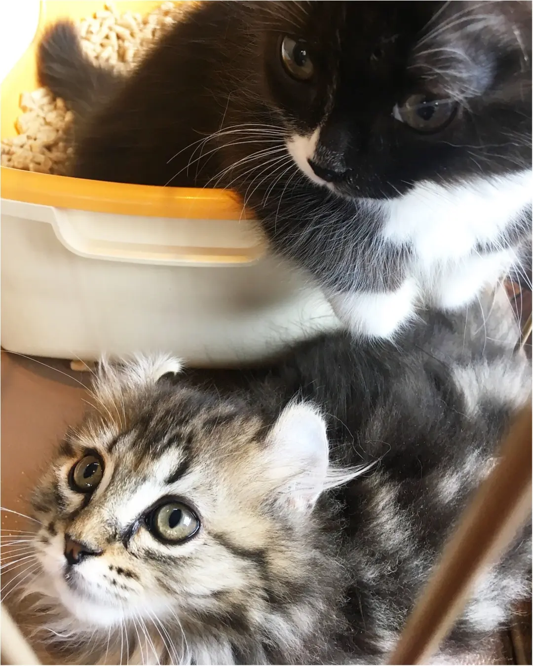 【猫カフェ】渋谷で癒しの猫カフェ♡今ならカワイイ子猫にも会えちゃう♪_9