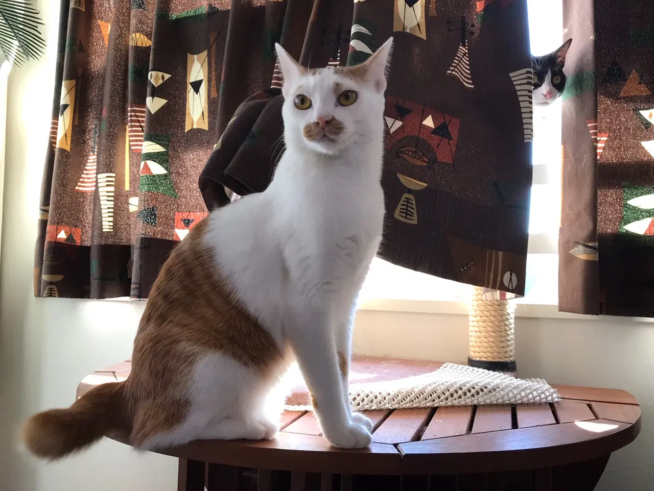 【今日のにゃんこ】凛々しい佇まいのラビくんの後ろには実は......!?_1