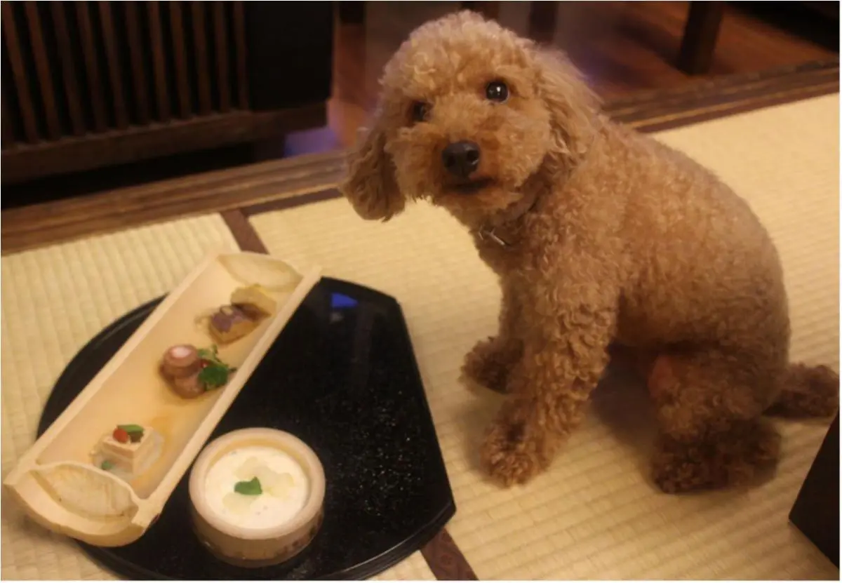【今日はわんわんの日】「今日のわんこ。」まとめ❤_2