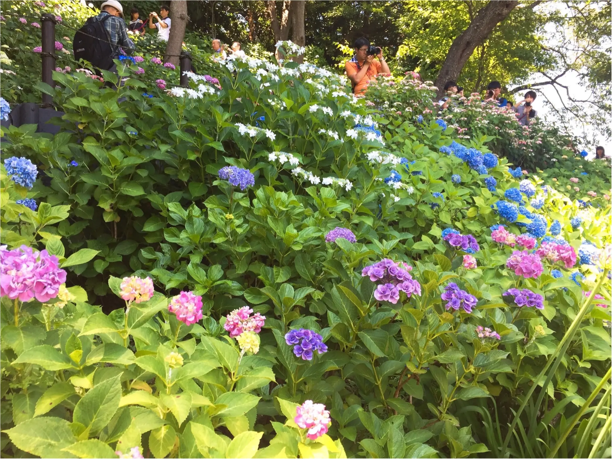 【鎌倉・長谷寺】紫陽花が見頃!待ち時間にオススメのランチスポットをご紹介♡_9