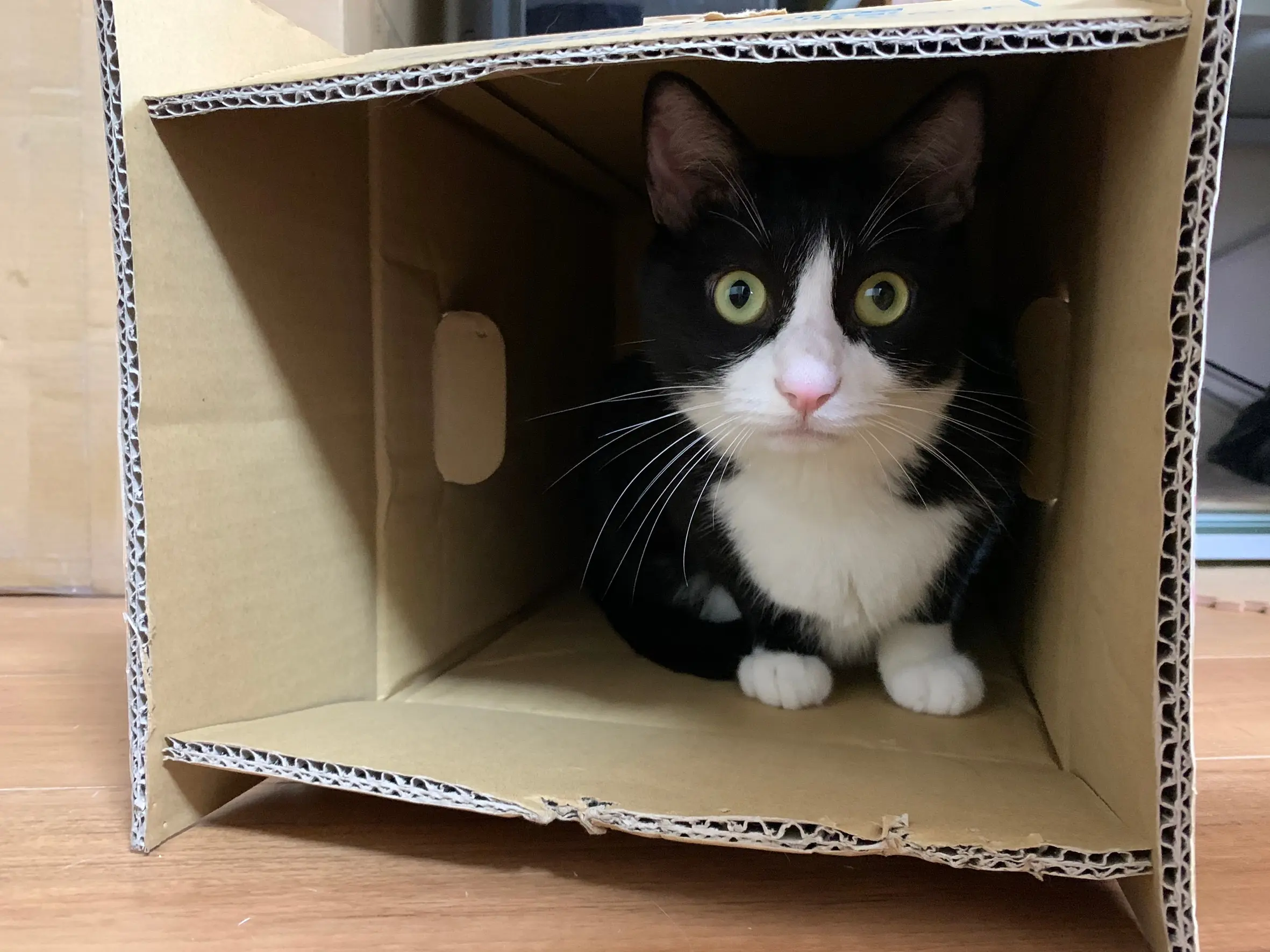 【今日のにゃんこ】ルウくんの大きな瞳にドキッ♬_1