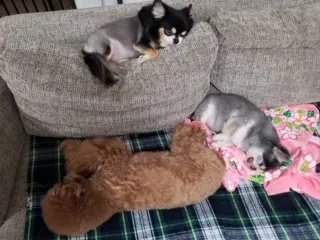 【今日のわんこ】ごんくんが寝たらみんな寝た。の図_1