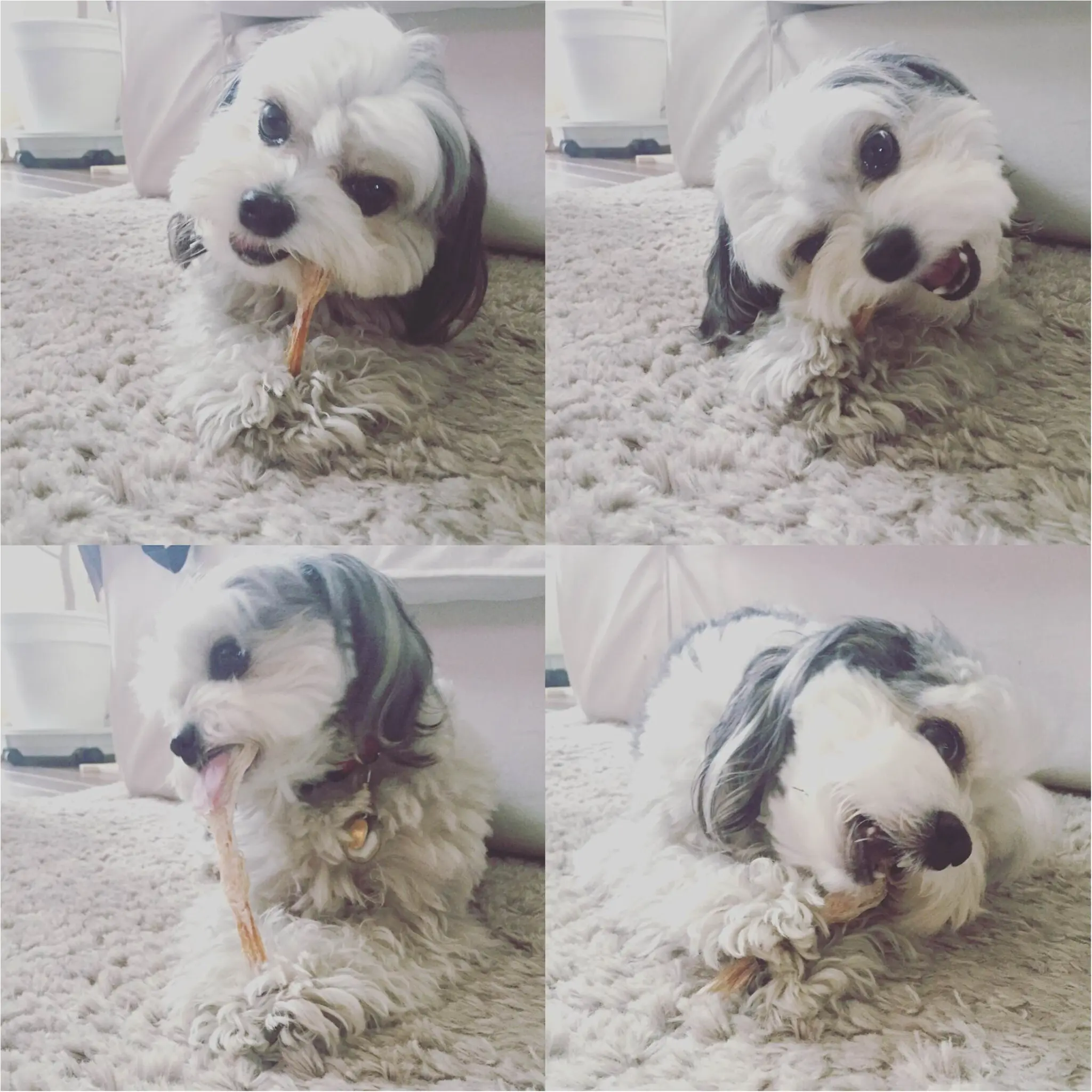 【今日のわんこ】食べても食べてもなくならない? 太郎くんはおやつに夢中♡_1
