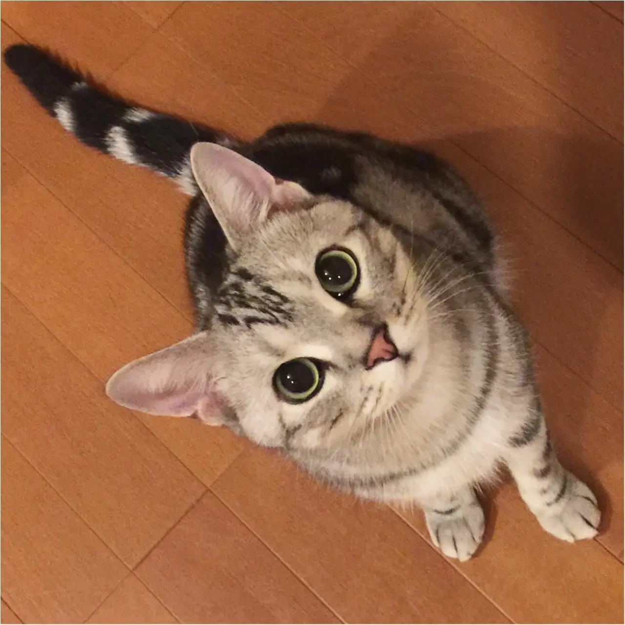 【今日のにゃんこ】最高カッコイイでしょ♪ アランくんのシマシマしっぽ♡_1