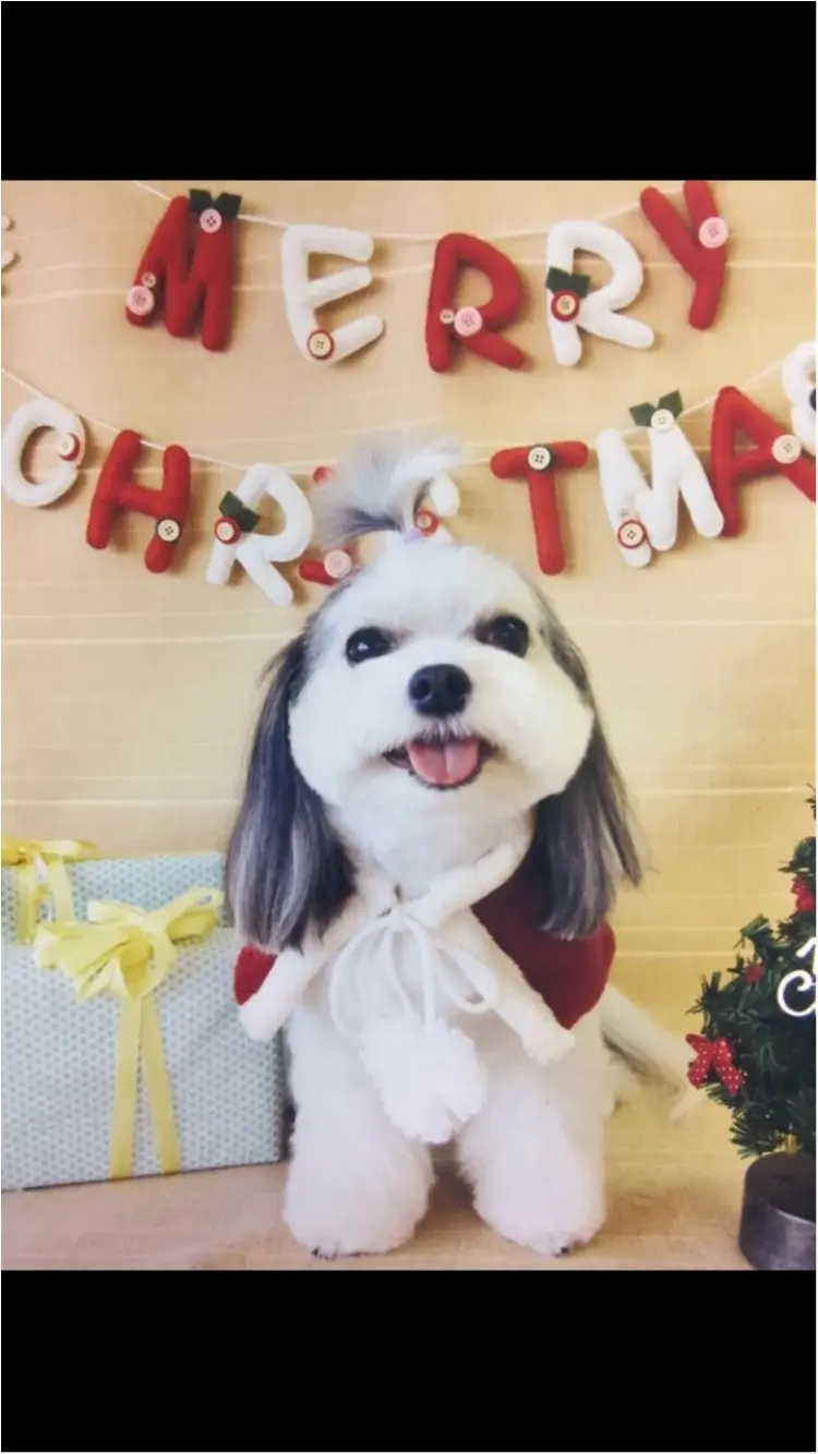 【今日のわんこ】メリークリスマス! 太郎くんサンタがやってきた♡_1
