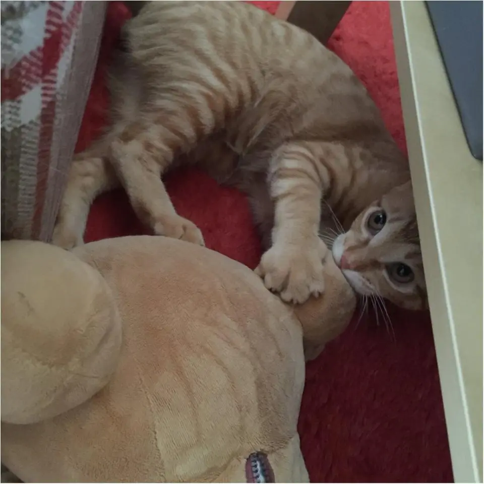 今日のにゃんこ ぽぽくん_1