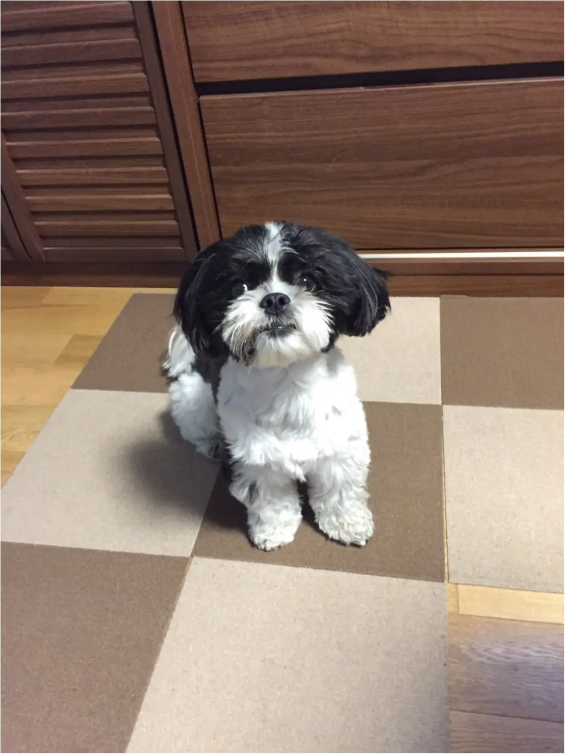 【今日のわんこ】置いてかないで(泣) アイビーくんの寂しげな表情がたまらない!_1