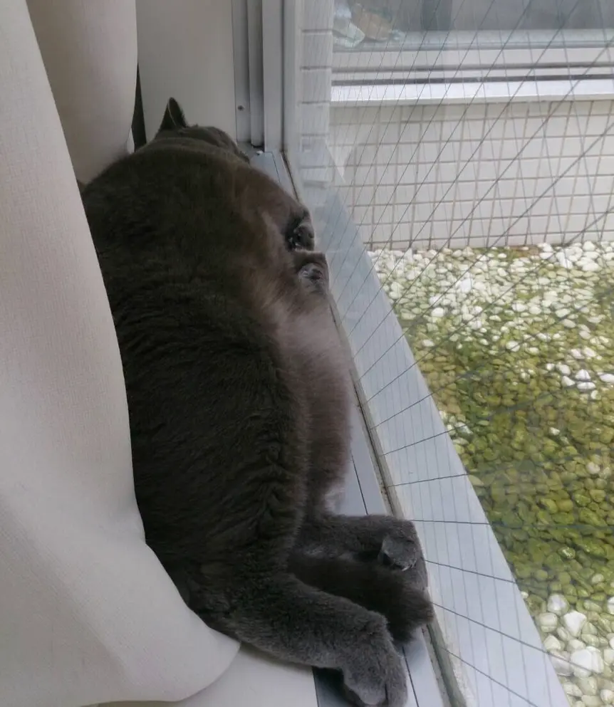 本日のにゃんこ ムクくん ブリティッシュショートヘア _1