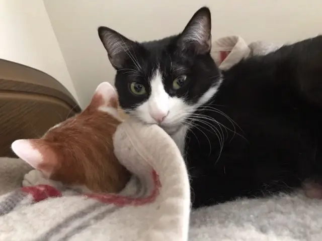 【今日のにゃんこ】ラビくんが大好きな、ルウくん★_1