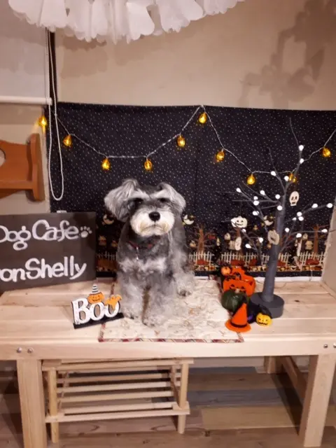 【今日のわんこ】フォトスポットに緊張! サクラちゃんのハロウィンショット_1
