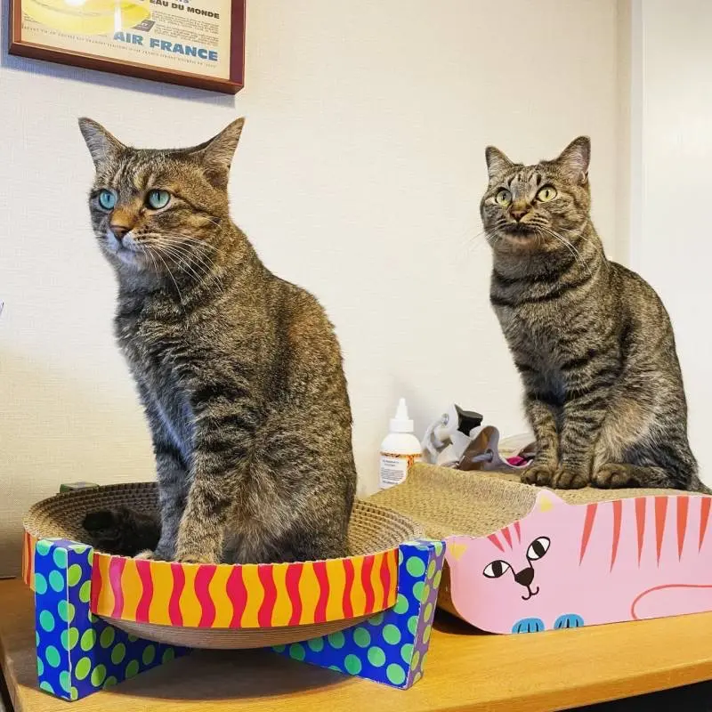 がんくんとサンちゃんがそれぞれバリバリボウルに乗っかっている様子