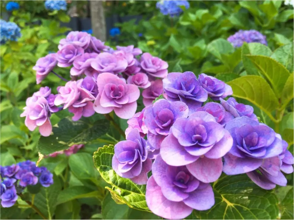 鎌倉の紫陽花名所特集 - 人気のあじさい寺「長谷寺」「名月院」などおすすめスポット_20