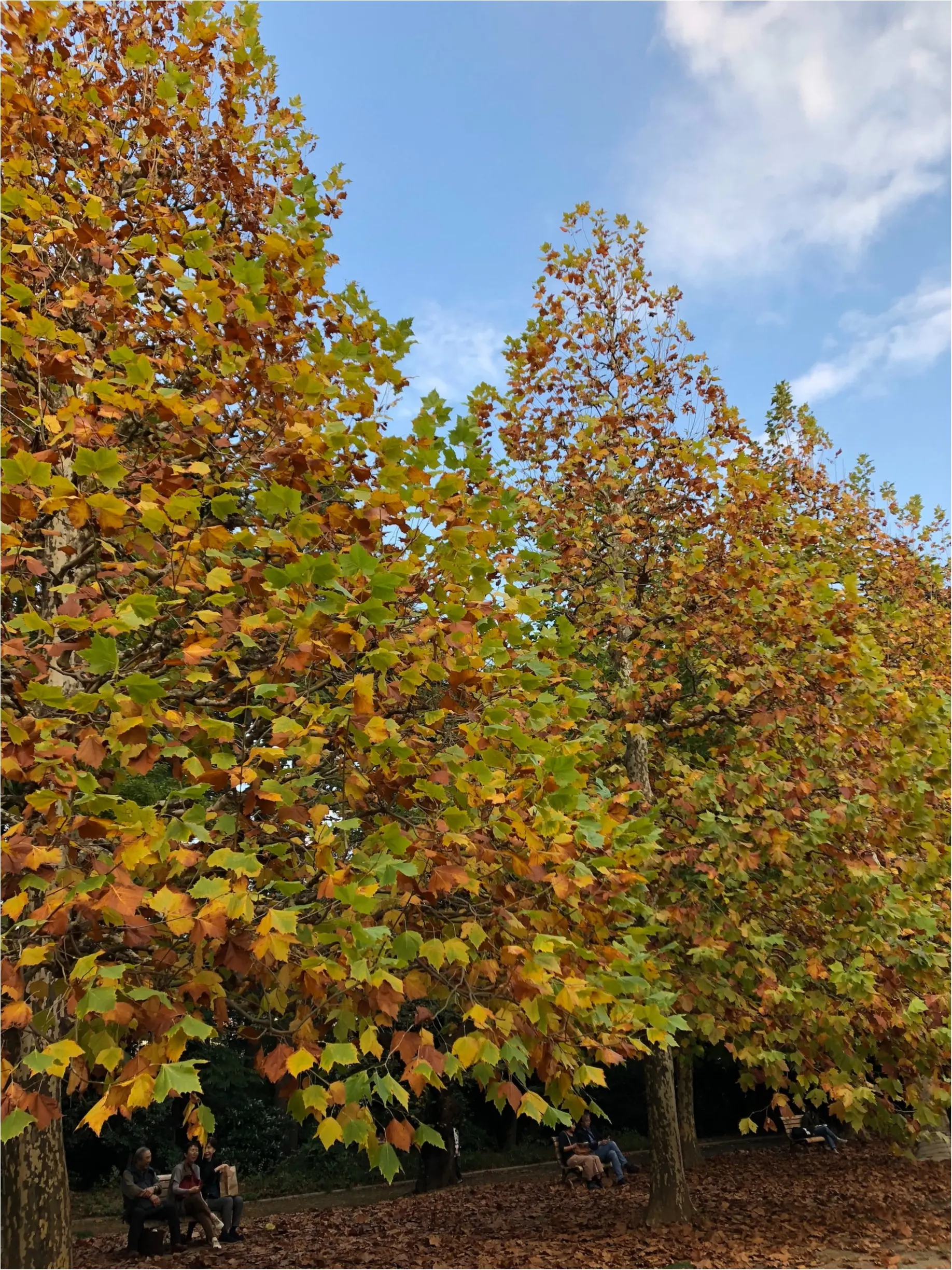 《紅葉にみ行こうよう!》新宿御苑の紅葉速報!見頃はいつごろ??_1