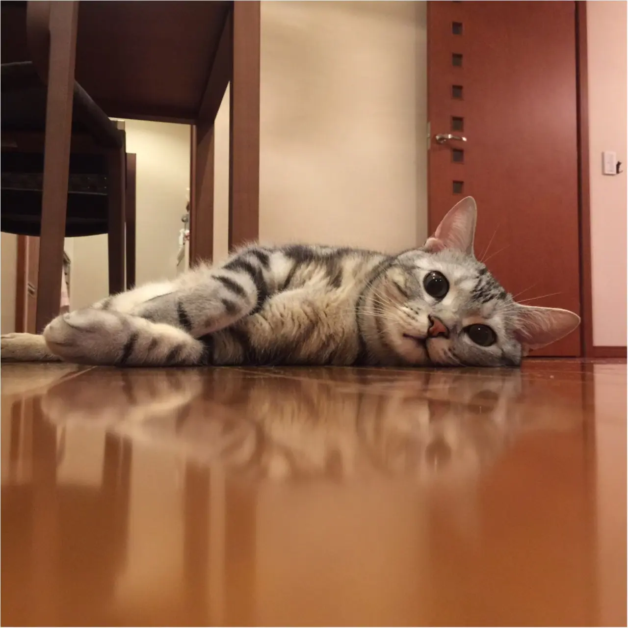 【今日のにゃんこ】うずうず♡ ママが遊んでくれるかも…と期待しているアランくん!_1