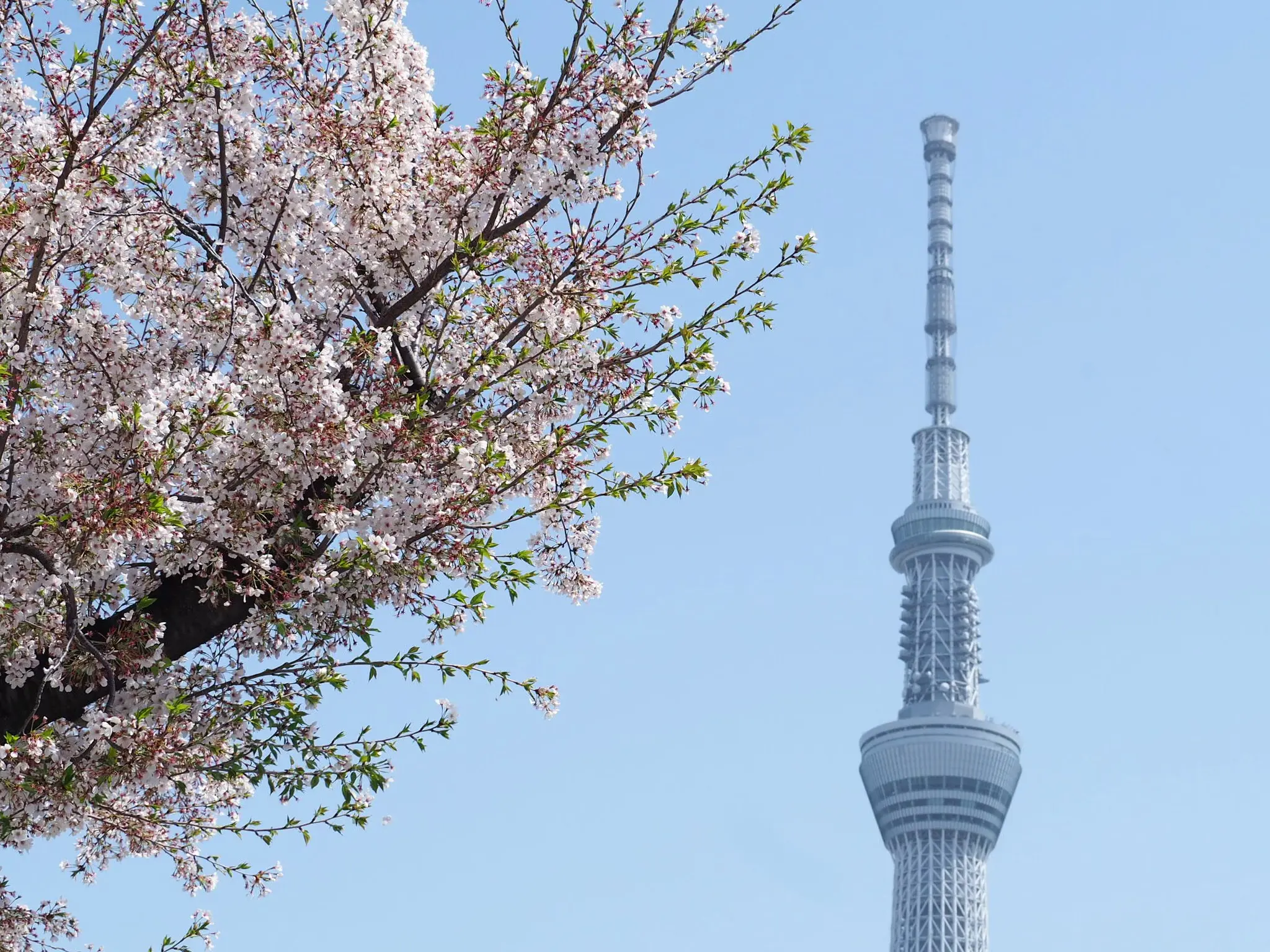 Fly For All 大空を見上げよう 東京の空にニコちゃんマークが出現 一瞬の幸せをシェア Moreインフルエンサーズブログ Daily More